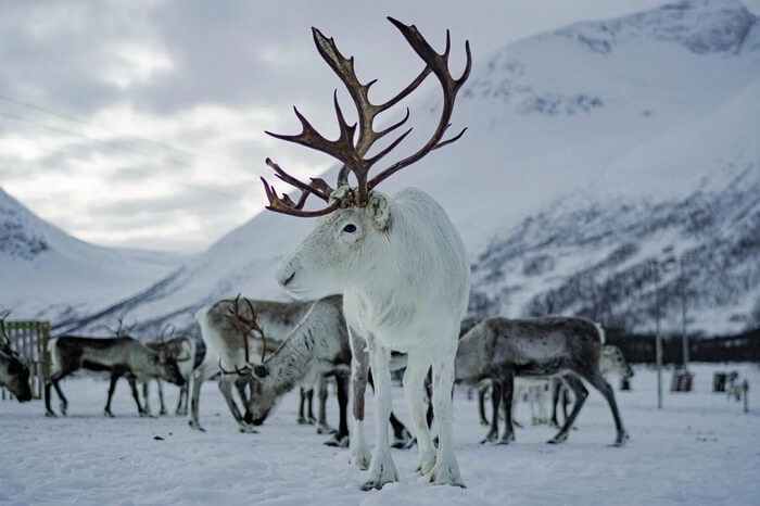 Arctic Wilderness and Reindeer Experience